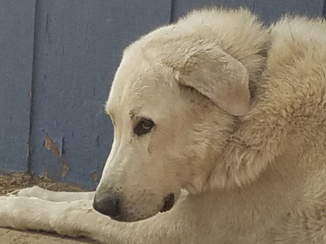 Yuki